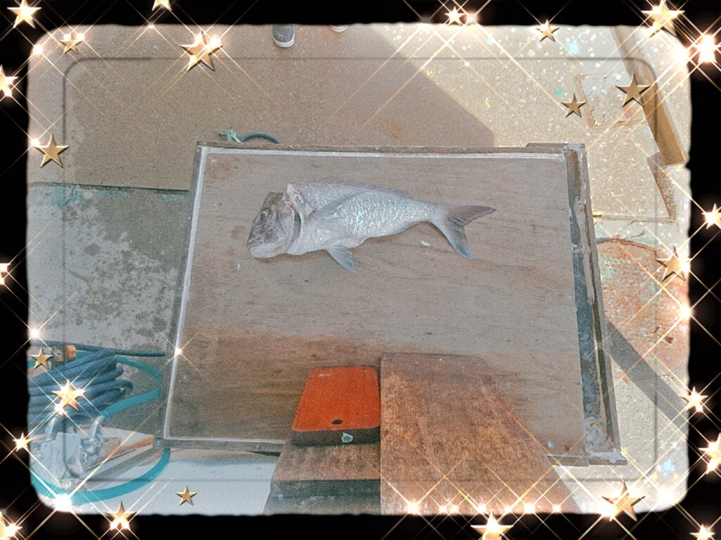 でっかい🐠⤴⤴